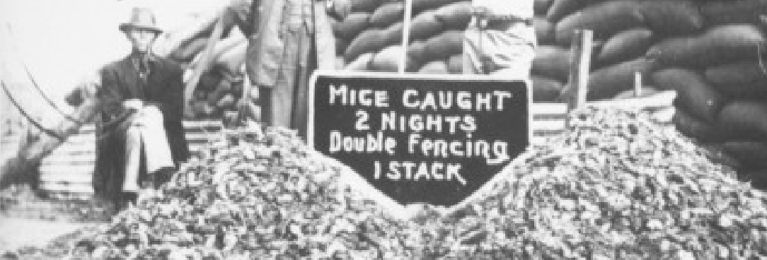 Men in front of piles of mice and sign promoting traps 