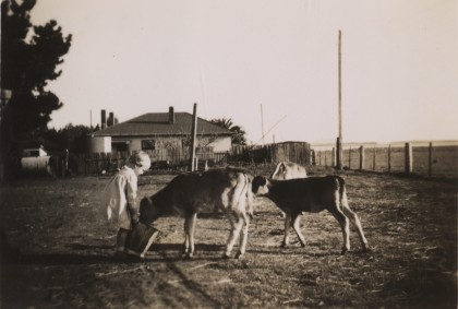 Child feeding a small cow from a bucket