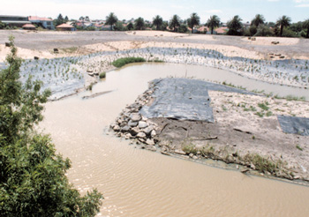 plantings on the banks